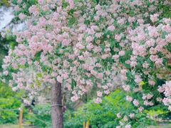 -国家植物园南园