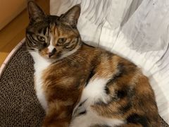 -萌兽医馆·宠物医院·猫骨科(创景店)