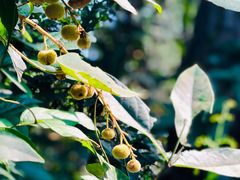 -铁山坪森林公园