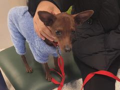 -帕帕拉兹宠物(亚洲旗舰店)