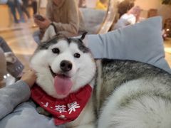 -Husky Go! 哈士奇体验馆·宠物咖啡厅狗咖