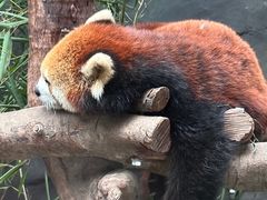 -武汉动物园