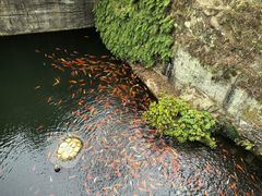 -千岛湖东南湖区
