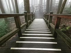 -阿里山神木遗迹
