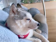 -Husky Go! 哈士奇体验馆·宠物咖啡厅狗咖