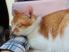 -芭比堂动物医院广州顽皮分院
