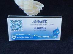 -贝壳梦幻世界