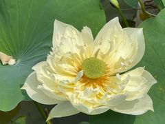 -莲花池公园