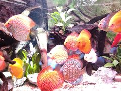 -上海海洋水族馆