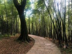 -西湖风景区十里琅珰-五云山