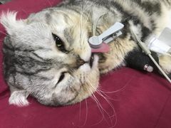 -pd派德宠物中心医院24H急重症·眼科中心·血液透析中心(嵩山北路店)