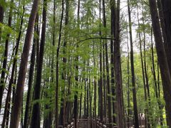 -东湖落雁景区