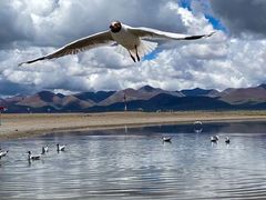 -松赞拉萨林卡酒店