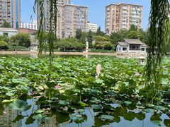 -团结湖公园