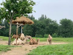 -北京野生动物园