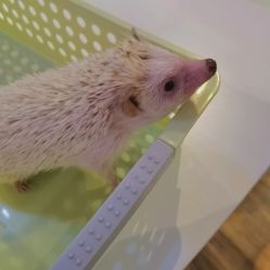 -Moni星球萌宠·小马宝莉·灵蛇·高端高阶全萌宠互动体验俱乐部(红豆国际广场店)