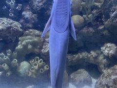 -合肥海洋世界