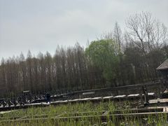 -溱湖国家湿地公园
