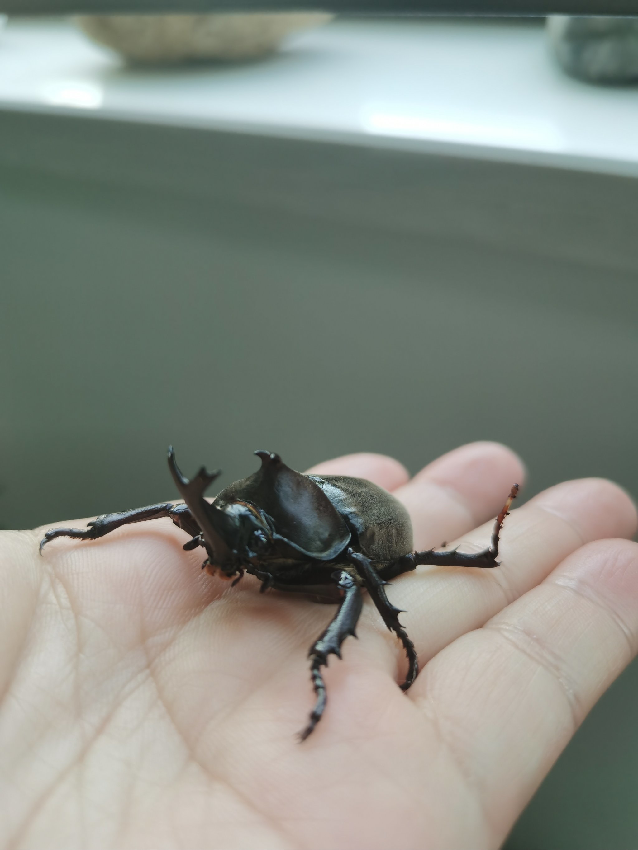 独角仙羽化成功