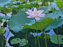 -荔湾湖公园
