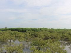 -北海金海湾红树林生态旅游区