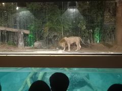 -清迈夜间动物园