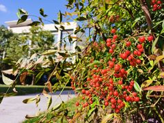 -上海英国外籍人员子女学校(浦西校区)