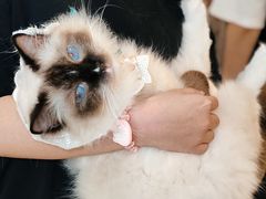 -共舞时光猫咖·狗咖(新街口店)