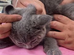 -北京观赏动物医院·24小时大型综合·猫专科·异宠专科