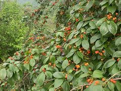 -樱桃山旅游景区