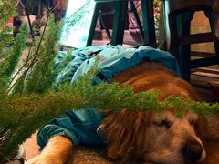-正佳雨林生态植物园