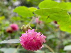 -深圳市中科院仙湖植物园