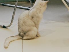 -怪兽屋·羊驼·猫咖·狗咖(俊华广场店)