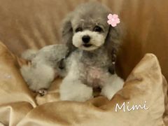 -BABYDOG宝贝狗宠物乐园(欧洲城店)