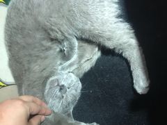 -more than meow吴止猫主题餐厅(承德 中船汇店)