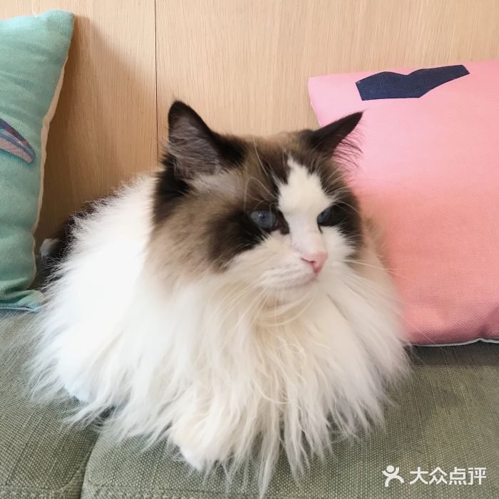 CAT’S MEWSTAR CAFE·喵星球猫屋(晴湾咖啡店)图片