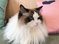 -CAT’S MEWSTAR CAFE·喵星球猫屋(晴湾咖啡店)