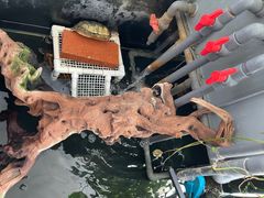 -灵龟之家百象馆(百象馆联合旗舰店)