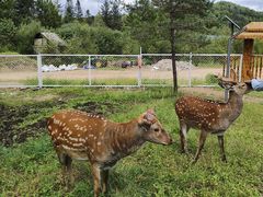 -五营红松林海景区