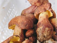 -菌之家·专业纯野生菌火锅·特色炒菌