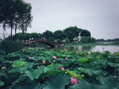 -白洋淀景区