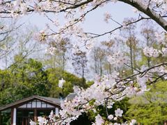 -上海共青森林公园