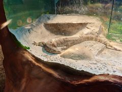 -上海大自然野生昆虫馆
