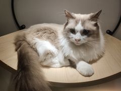 -飞行喵MR PILOT|猫舍·猫咖(静安大融城店)