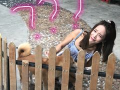 -柴犬高等学院·狗咖·柴犬售卖·宠物训练