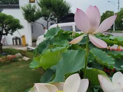 -无锡蠡湖国家湿地公园-蠡园
