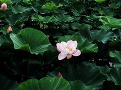 -重元寺香积厨素斋馆