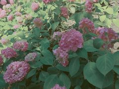 -上海吴淞炮台湾国家湿地公园