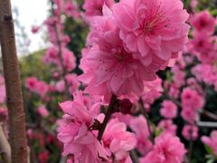 -南汇桃花村