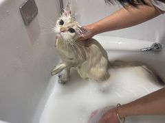 -FAELING PETS美天灵宠物(合生汇店)